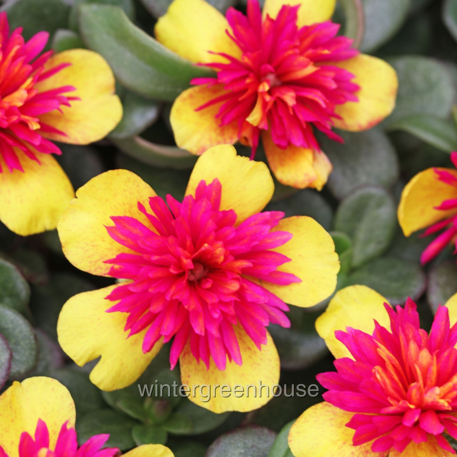 Portulaca oleracea, Moss Rose, Seaglass Double Guava