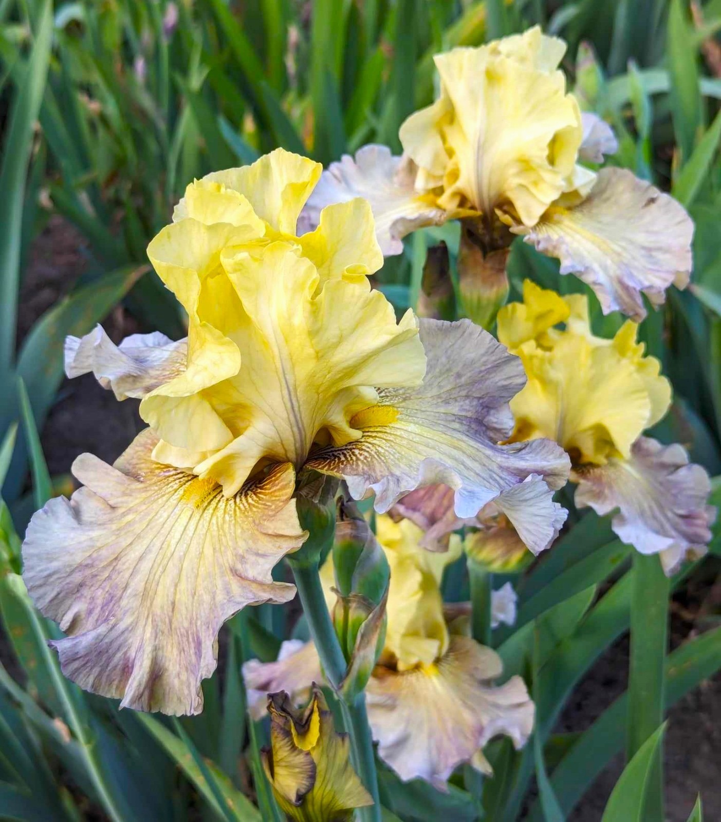 ‘Misty Ridge’ Tall Bearded Iris Rhizome PRE-SALE to Ship Aug/Sept