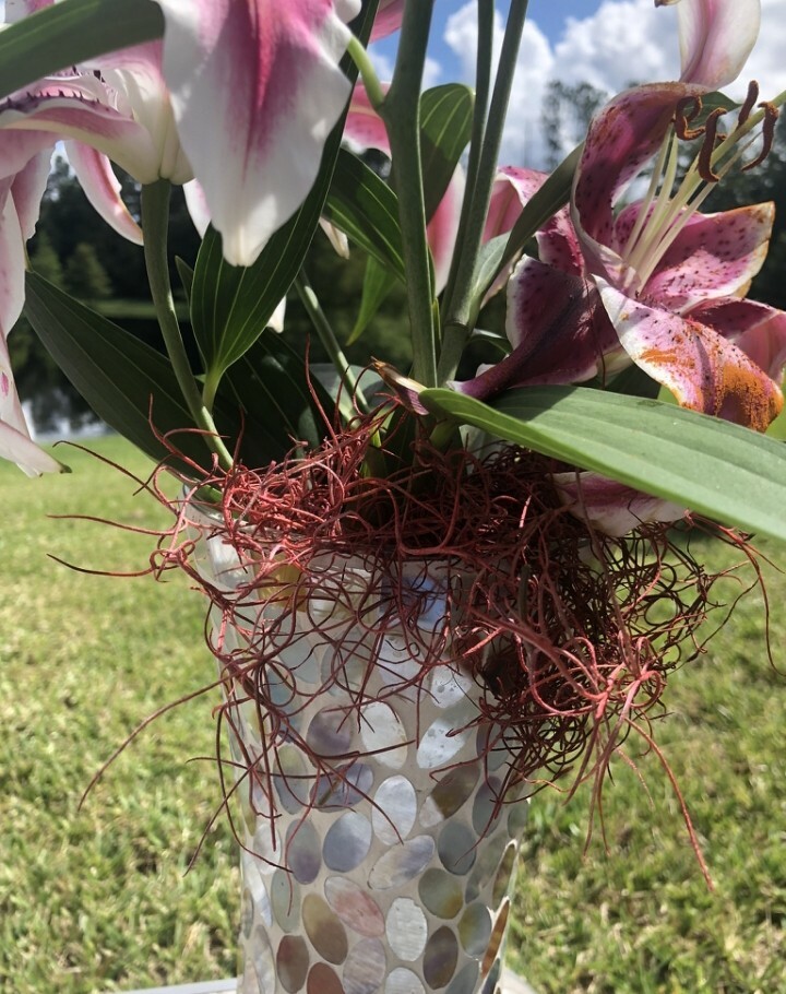 1 Gallon Bag Real Fresh Live BLUE Spanish Moss for Craft Basket. Garden Craft