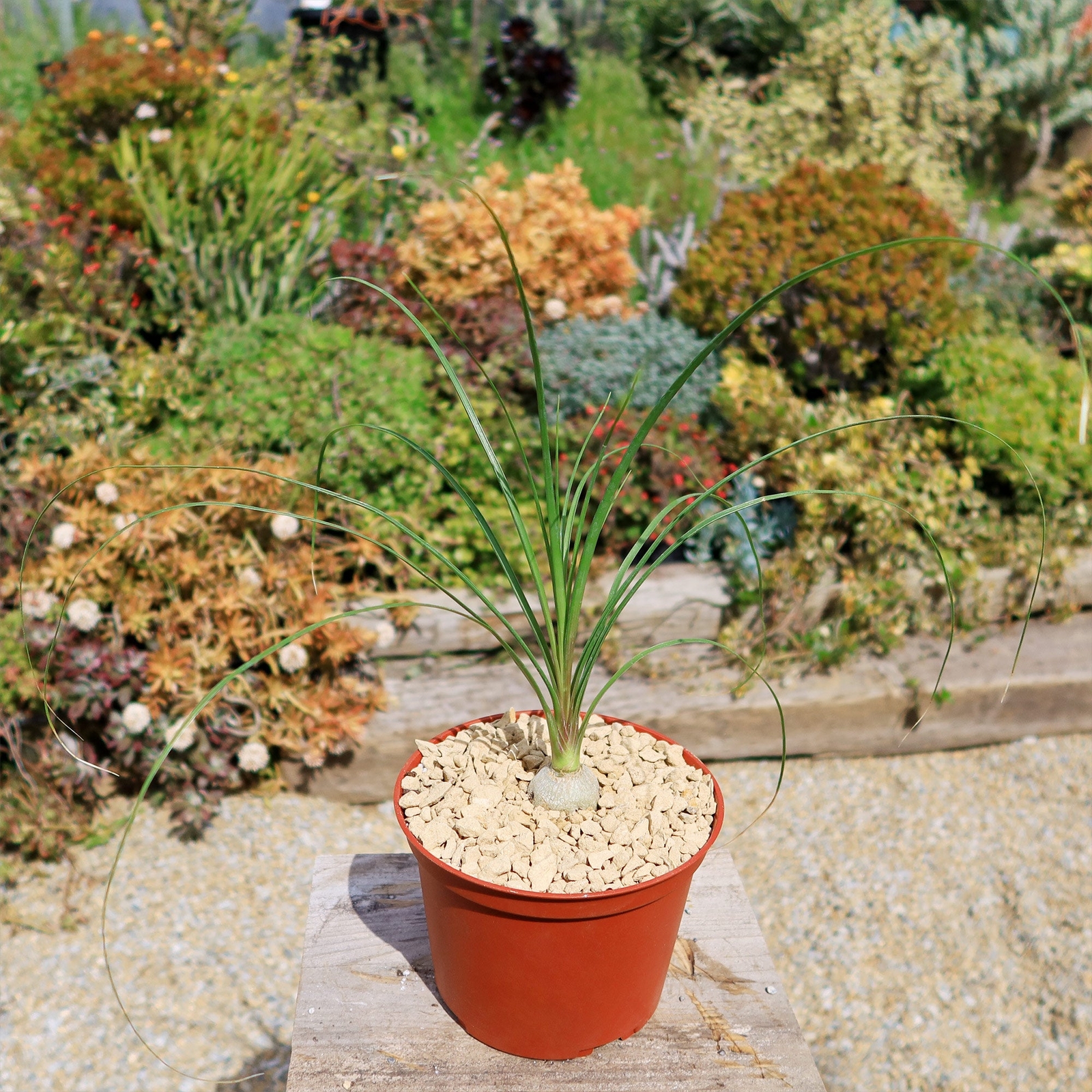 Ponytail palm ‘Beaucarnea recurvata’ cactus Cacti Succulent real live plant