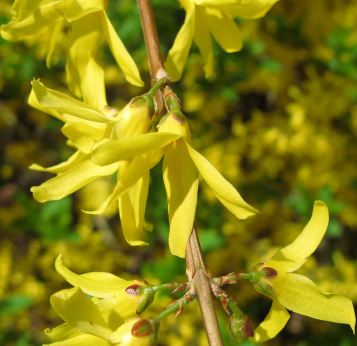 Set of 12 Forsythia Bush Cuttings – Unrooted 5-8″ Tall – Fast Growing Shrub