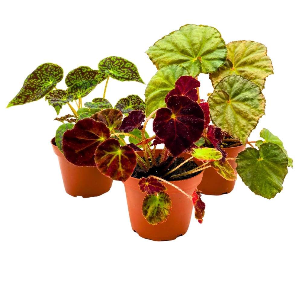 Harmony’s Rhizomatous Begonia Assortment, 4 inch 3 Different Rhizo Begonias