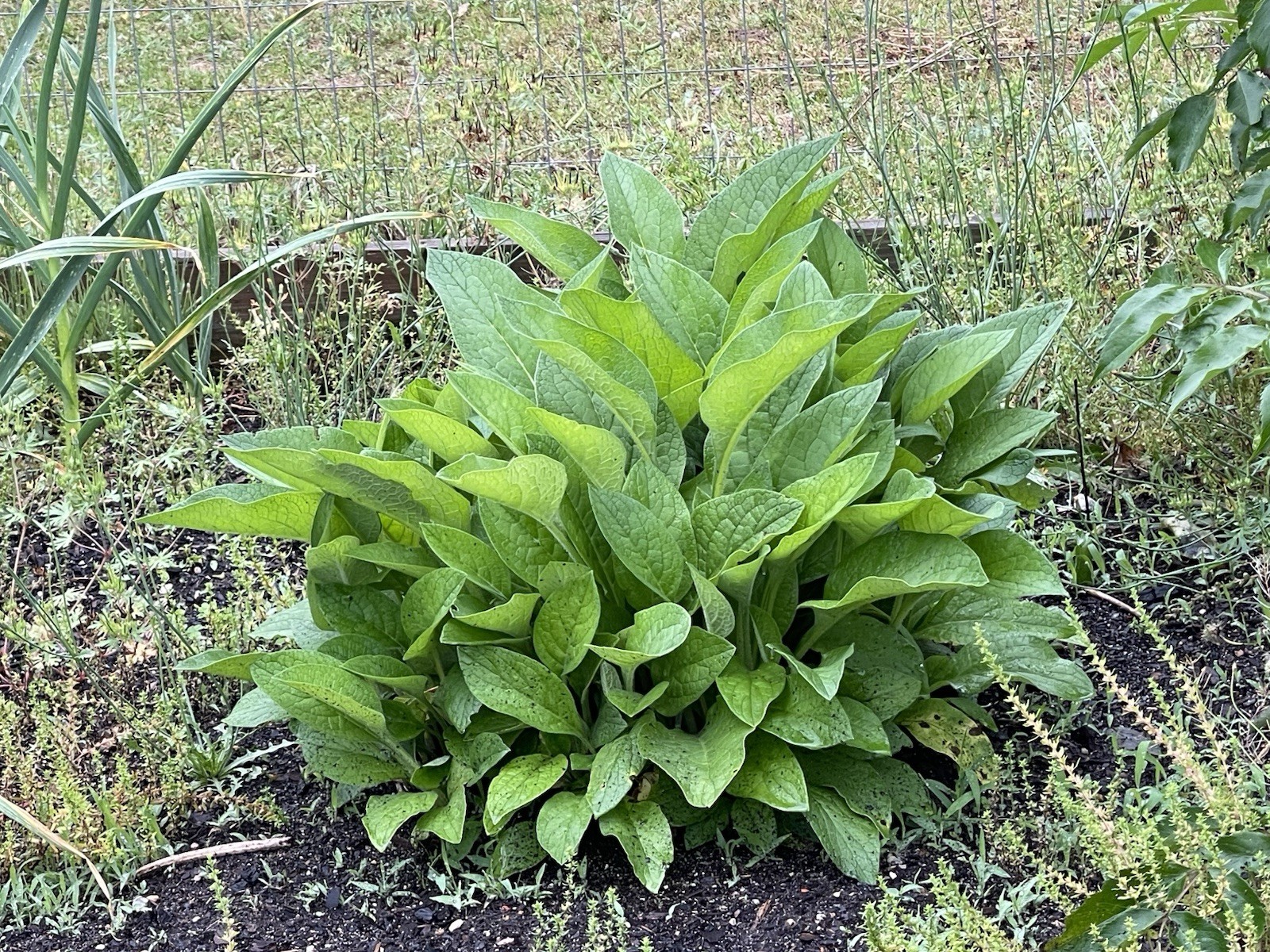 Russian Comfrey Bocking #14, (5) matured Root Cuttings or 1 Established plant