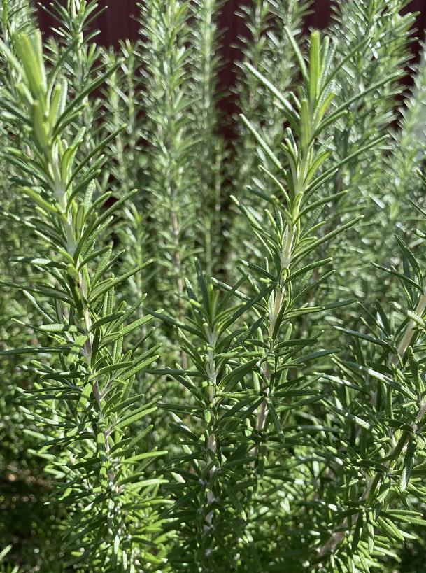 Live Rosemary Plant – Approx. 12 Inch Height – Aromatic Culinary Herb