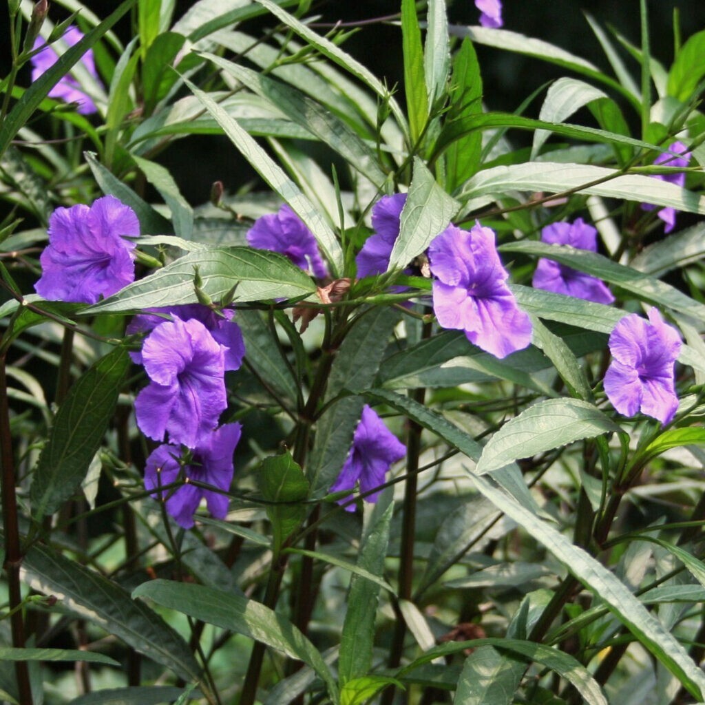 10 Live Bare Rooted Mexican Petunia Plants (Ruellia Simplex) .