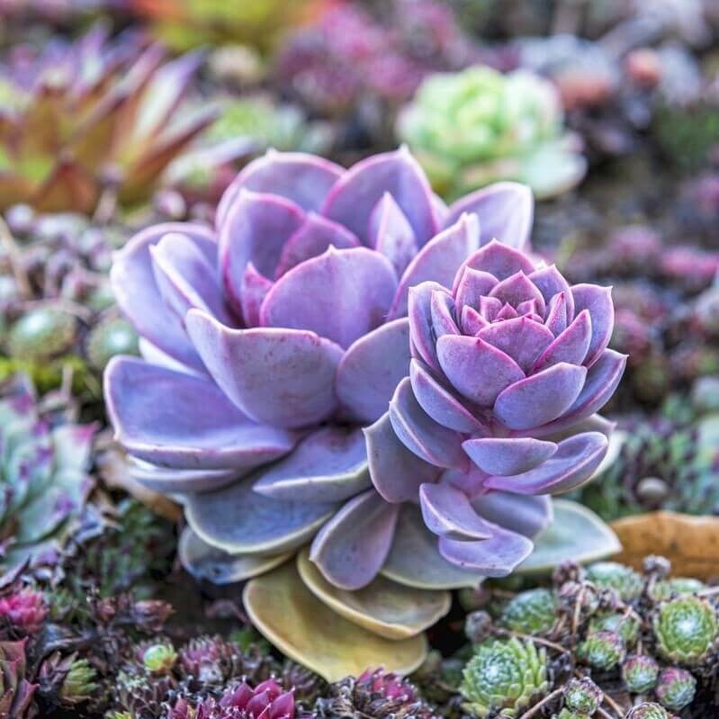100pcs Mixed Rare Succulent Seeds, Mult-Color Indoor/Outdoor Plant