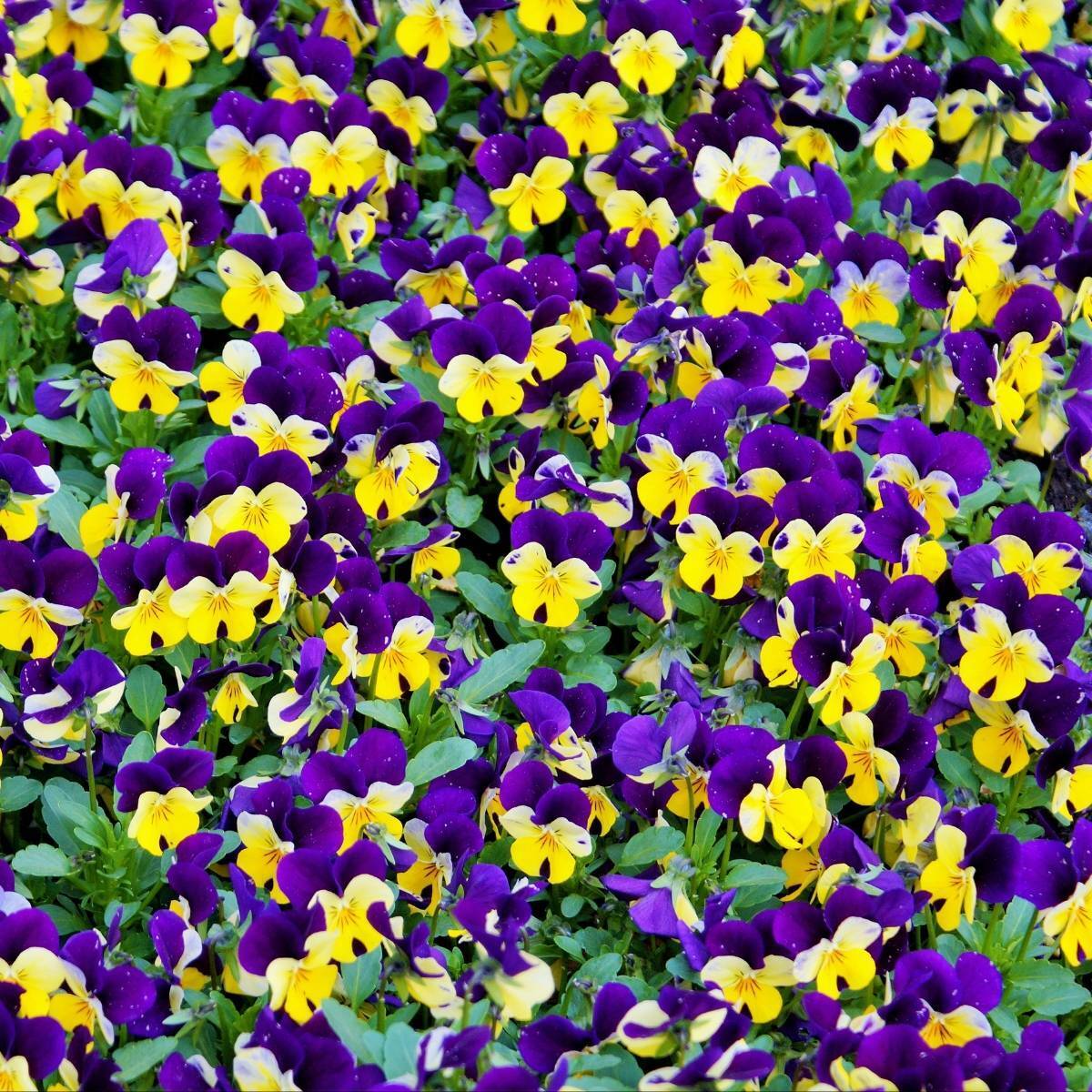 Johnny Jump Up Viola Seeds 300+ Flower VIOLET CORNUTA TRICOLOR USA FREE SHIPPING