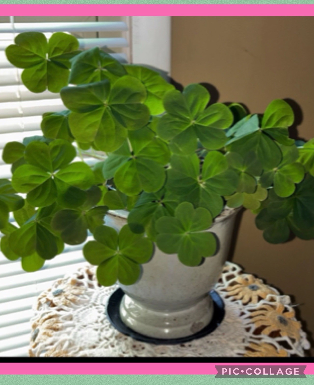 👒Pink Oxalis Wood Sorrel~ 3 Mounds~ Organic~ Lush Ground Cover Perennial