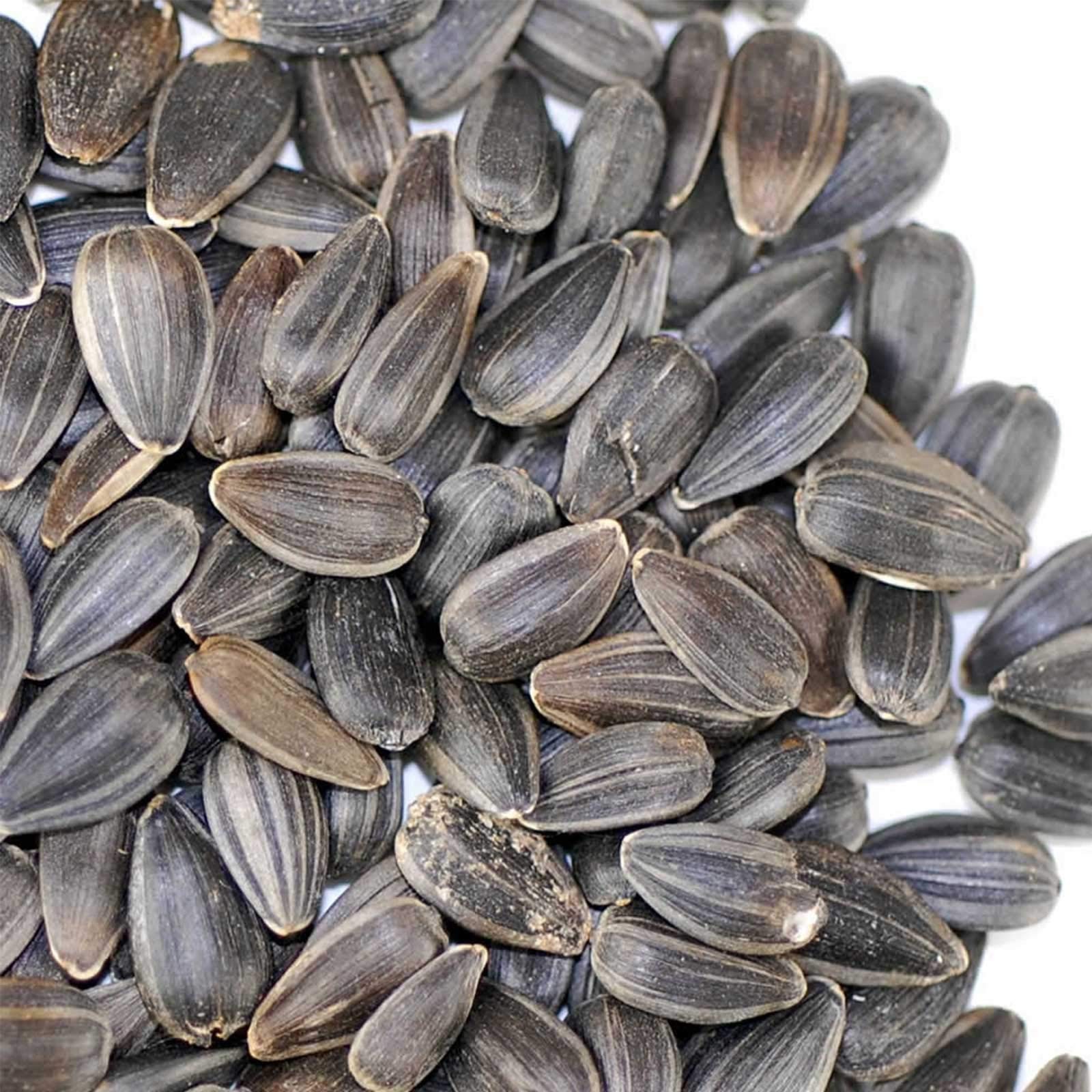 Whole Sunflower Sprouting Seeds: 5 Lb ~ 128,000 Seeds – Black Oil Sun Flower …