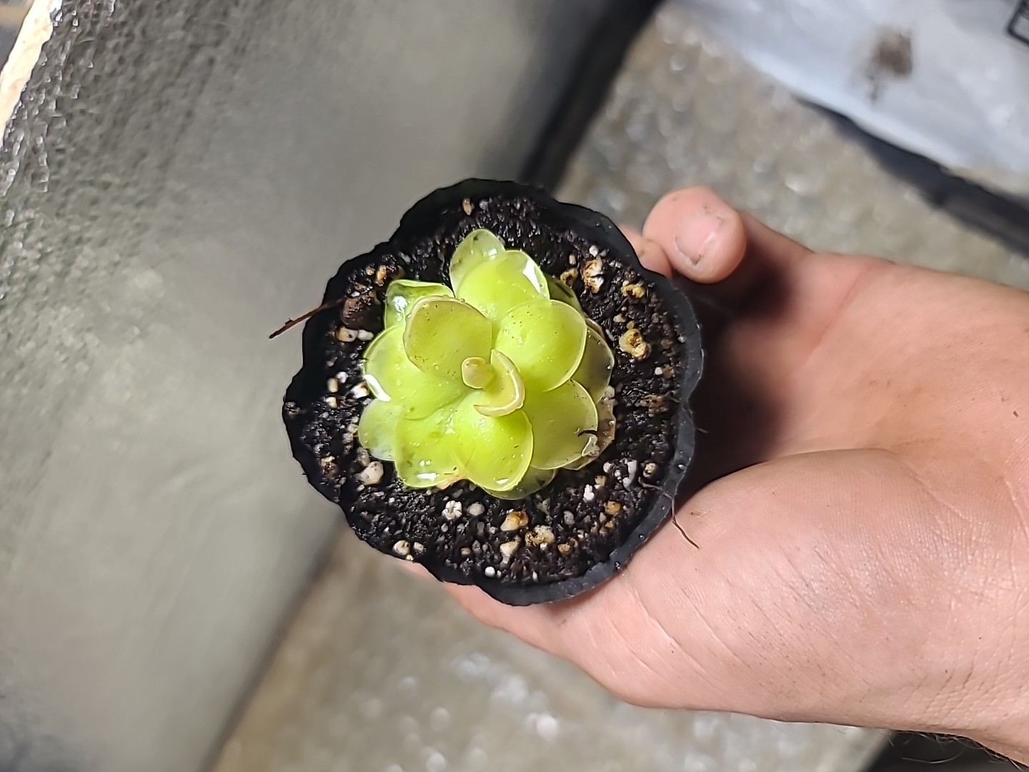 Pinguicula moranensis
