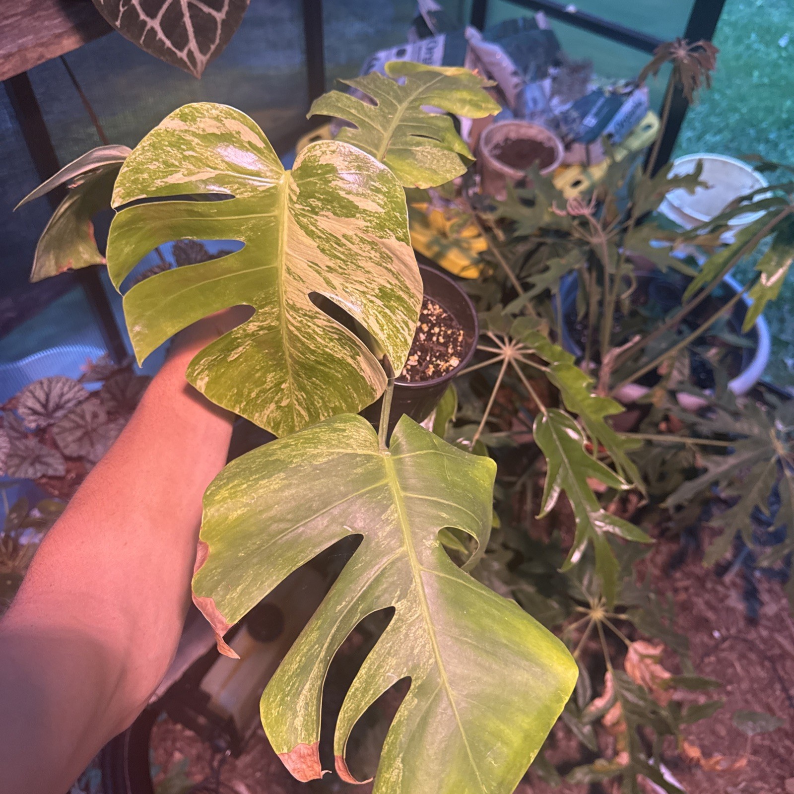 Monstera Jungle Mint Noid