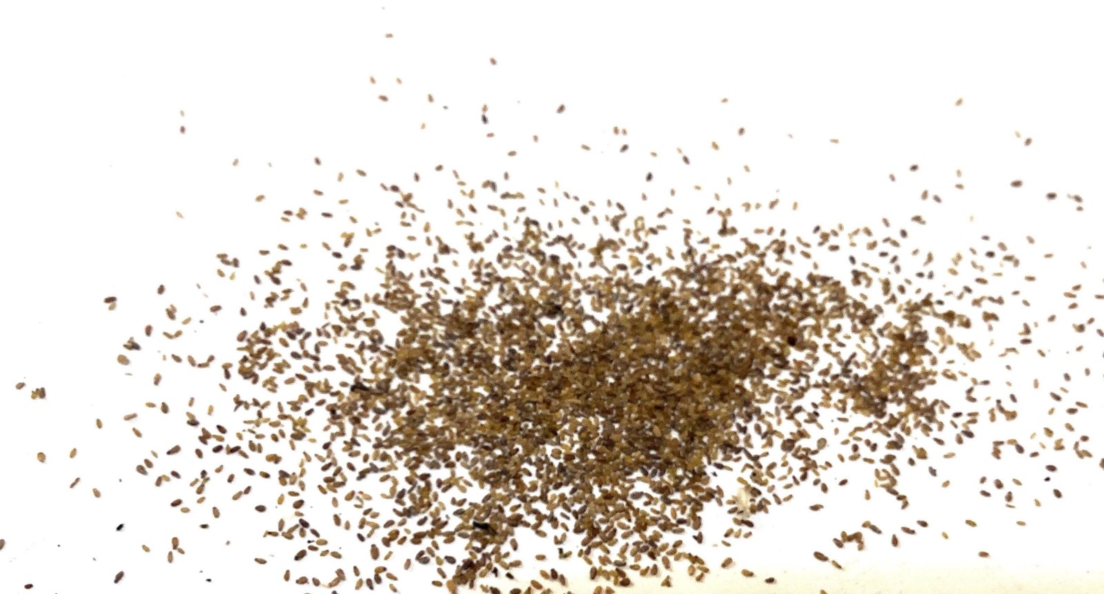 Quaking Aspen Seeds Populus Tremuloides Trembling Aspen Tree Seeds Grow