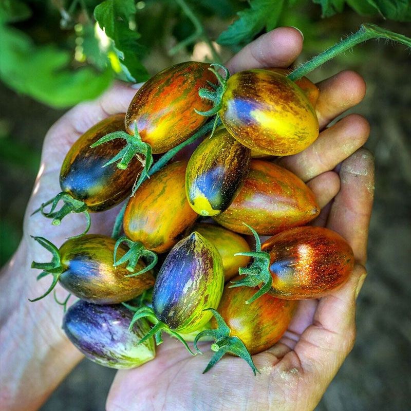 30 BRAD’S ATOMIC GRAPE CHERRY TOMATO SEEDS ~ 2026 ~ heirloomseedguy ~ USA