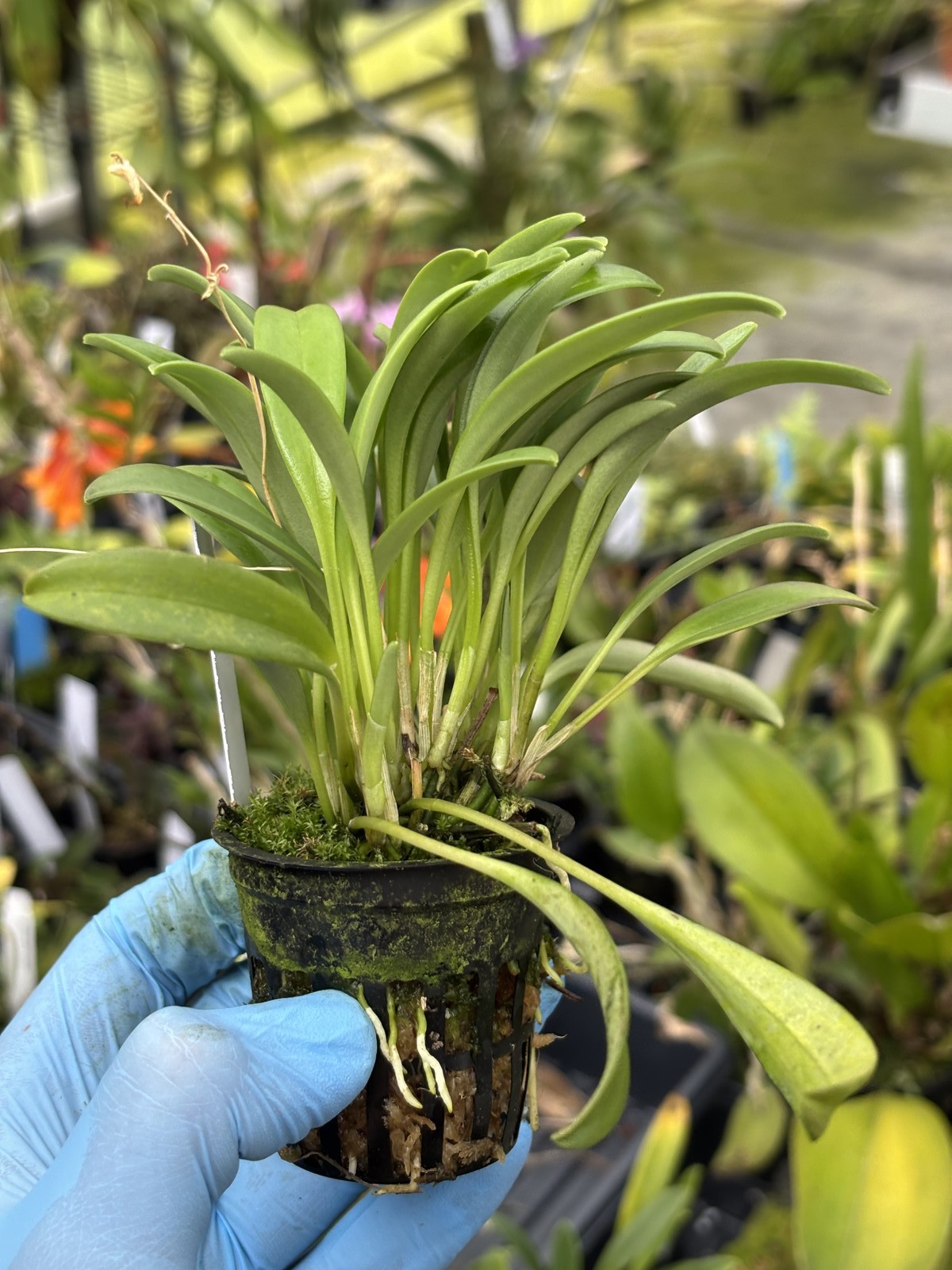 Masdevallia abbreviata bloom size miniature EASY orchid species