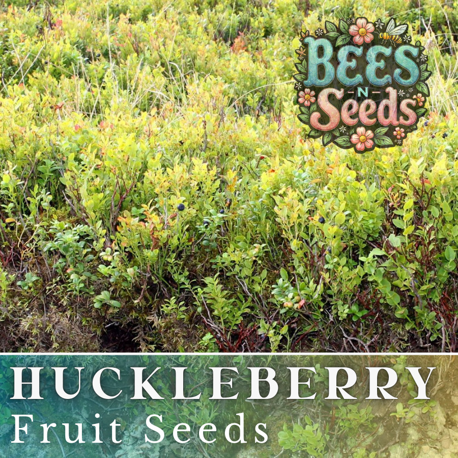 Woodland Huckleberry Seeds 125, 300 or 500 Seeds Flower, Flower Seeds, Non GMO