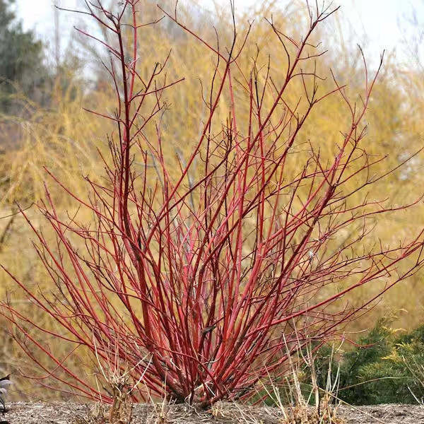 2.25 Gal. Bailey’S Red Twig Dogwood (Cornus) Live Shrub