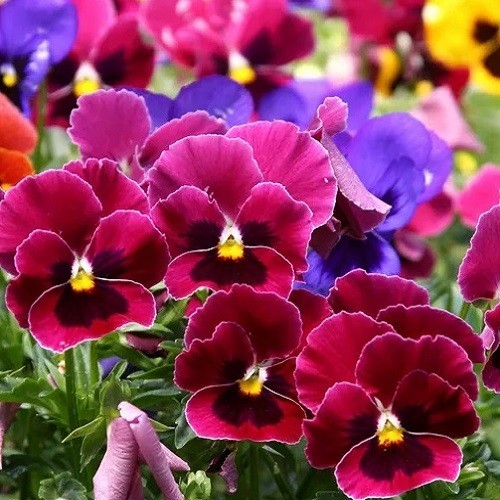 Pansy Swiss Giants Mixed Colors Seeds Organic, Non-GMO Viola Wittrockiana Roggli