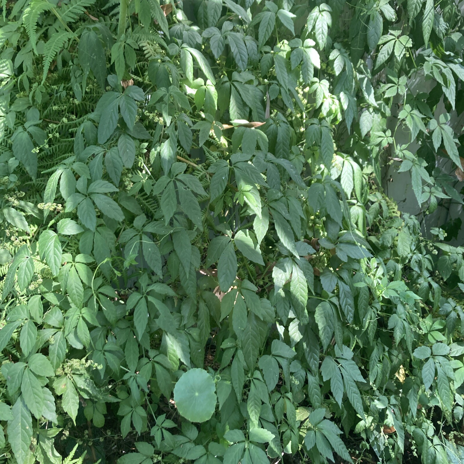 x5 Organic Rooted Jiaogulan Live Plants “immortality herb” BACKnStock/Qty Change