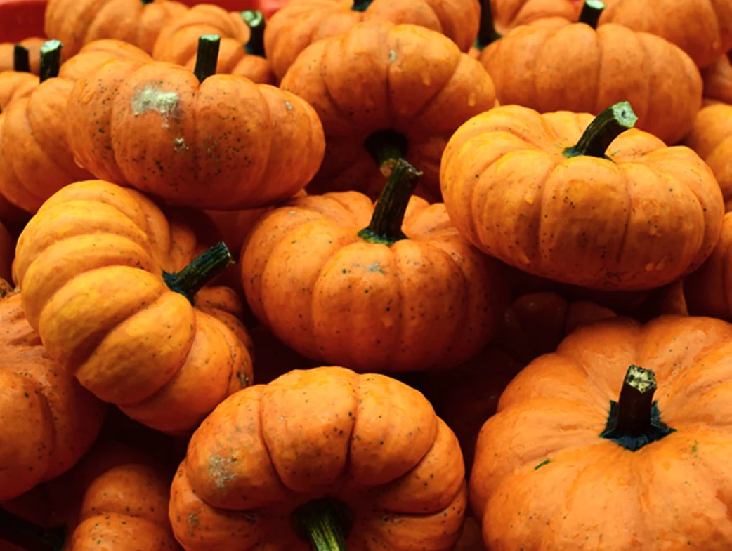 Munchkin Pumpkin Seeds – For 2025 Planting Mini Pumpkins Jack Be Little Ribbed