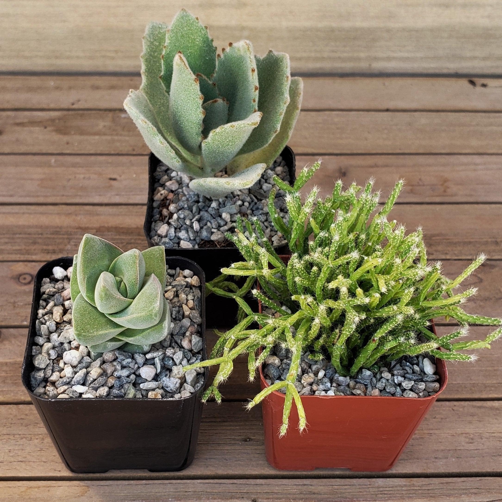 Green Garden 2-Inch Succulents (4-Pack) cactus Cacti Succulent real live plant