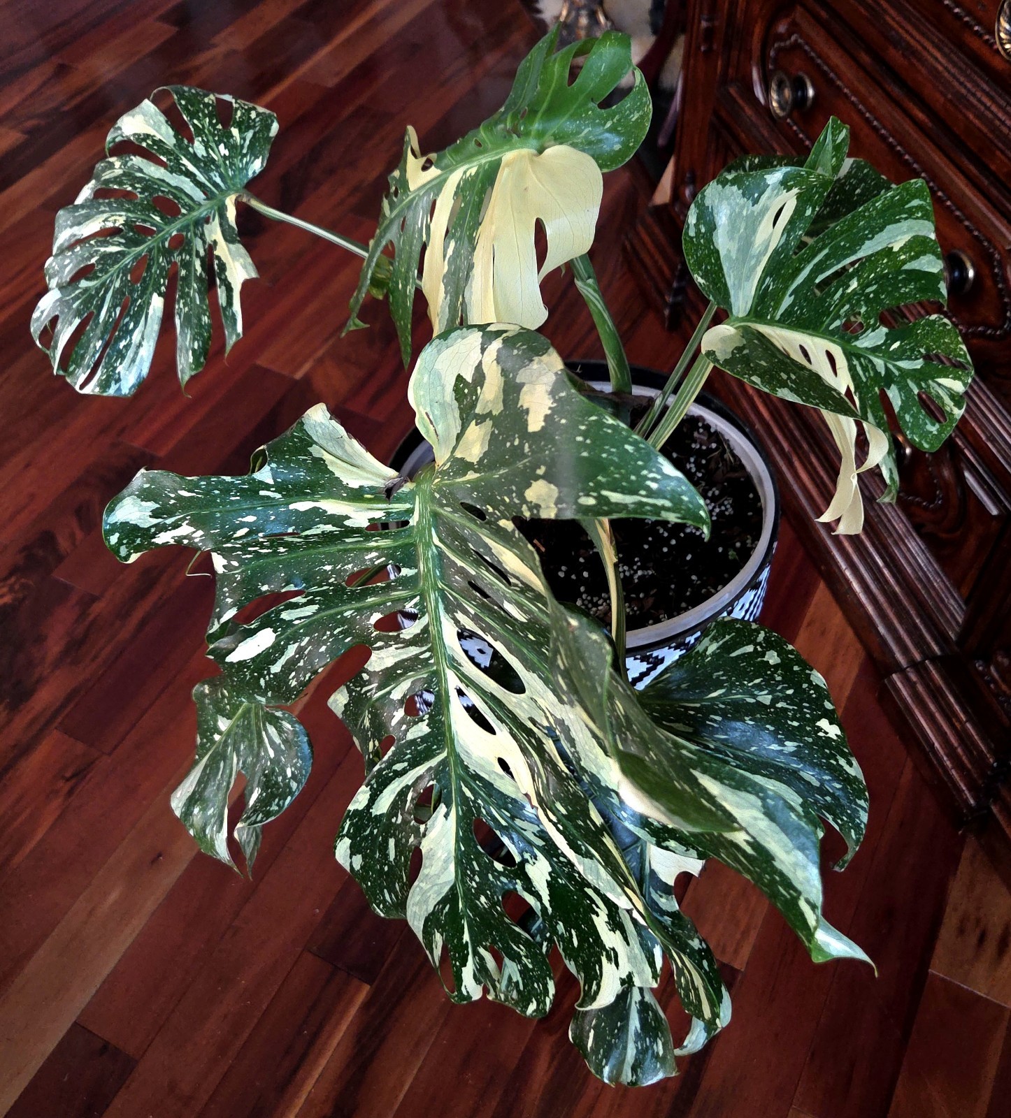 Rare XXL Monstera Thai Creme Brulee 30″ Tall Aroid Not Philodendron Anthurium