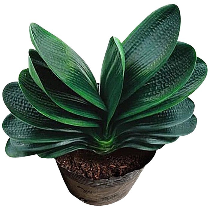 Clivia Seeds-Clivia Miniata Seeds PingWeiLv FuLun Madarin Duck Blood 5 pcs