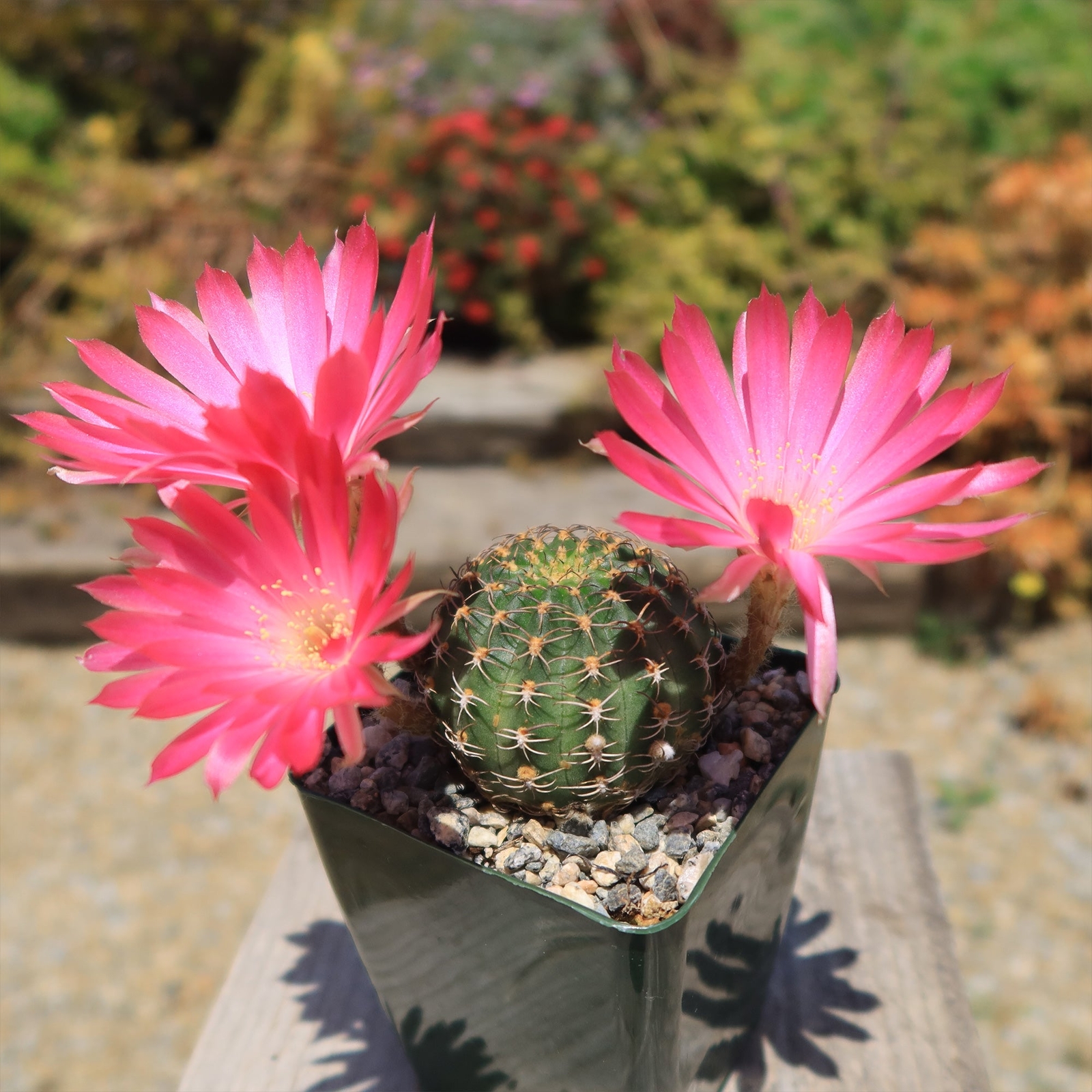 Lobivia winteriana cactus Cacti Succulent real live plant