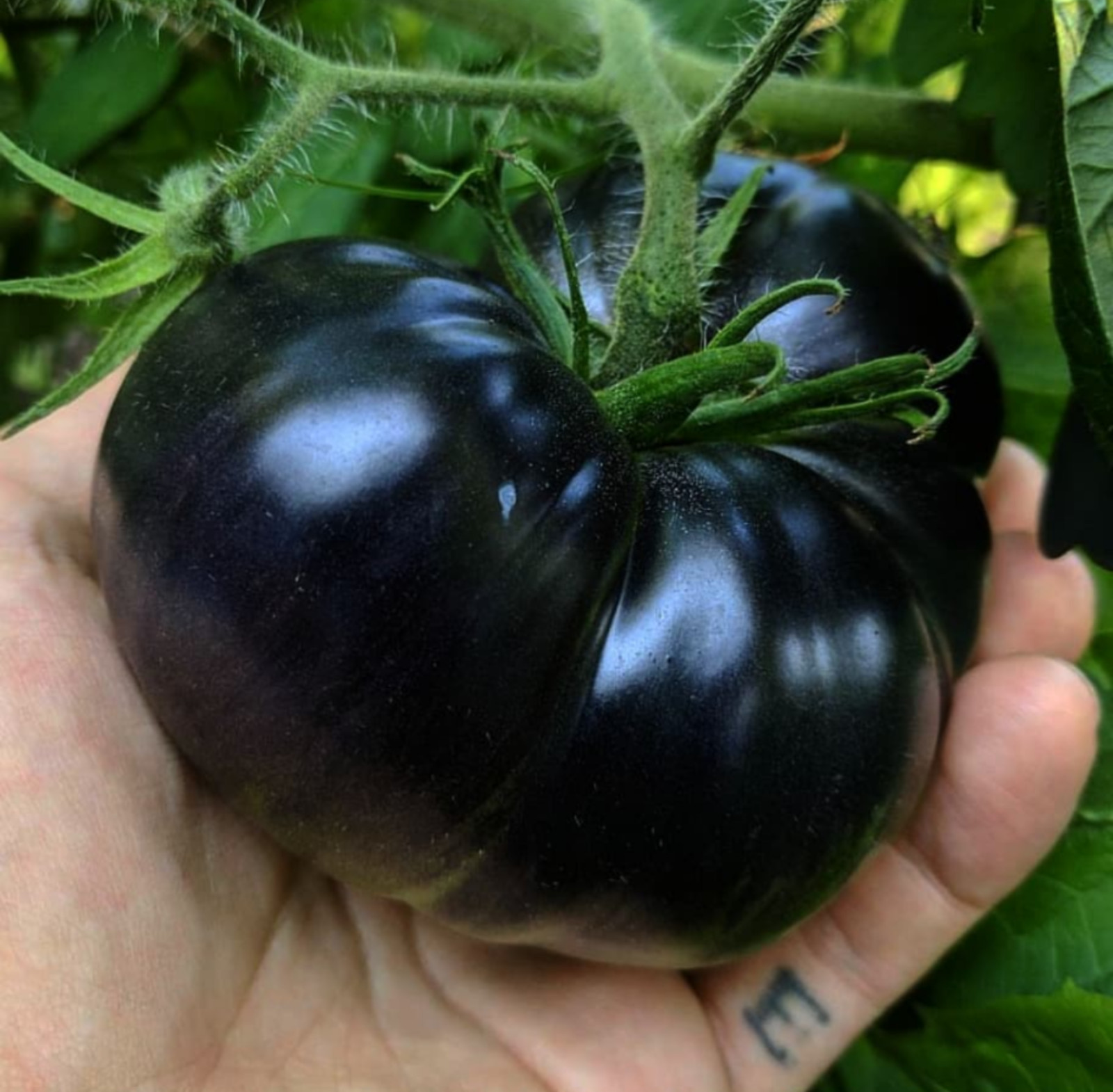 30+ Black Sea Man Tomato Seeds – Heirloom – Organic ———————– RARE