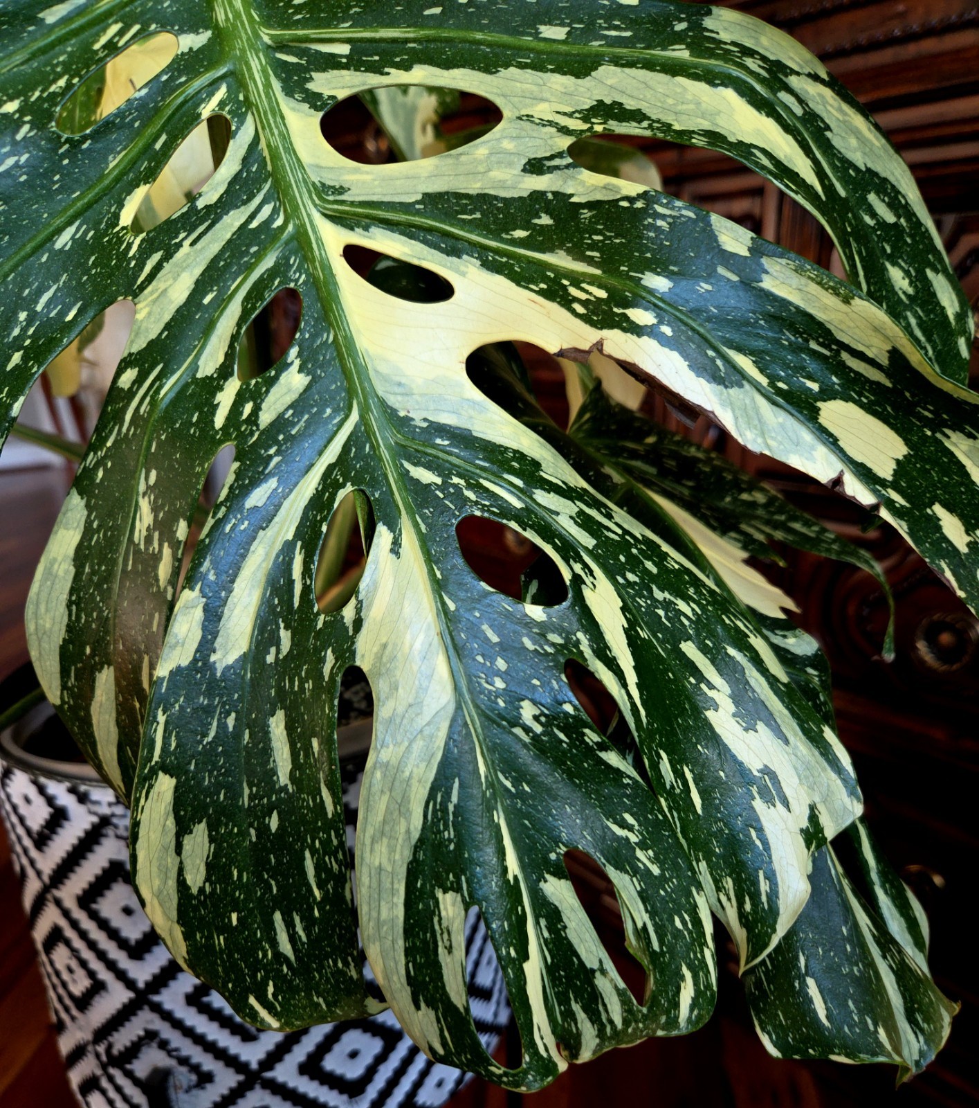Rare XXL Monstera Thai Creme Brulee 30″ Tall Aroid Not Philodendron Anthurium