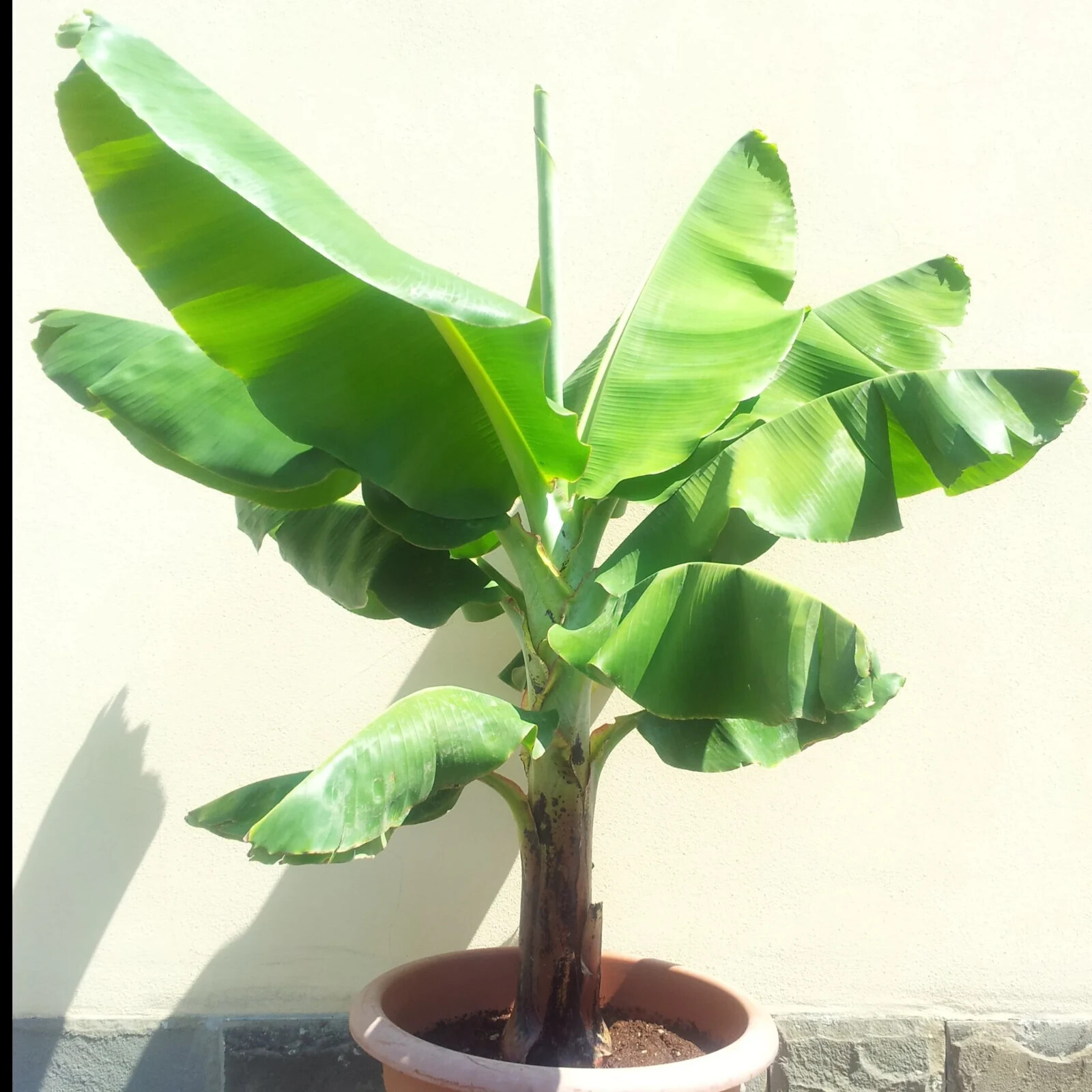 Musa ‘Dwarf Cavendish’ Banana | 8-12″ Dwarf Banana | Live Plant Seeds 10 pcs