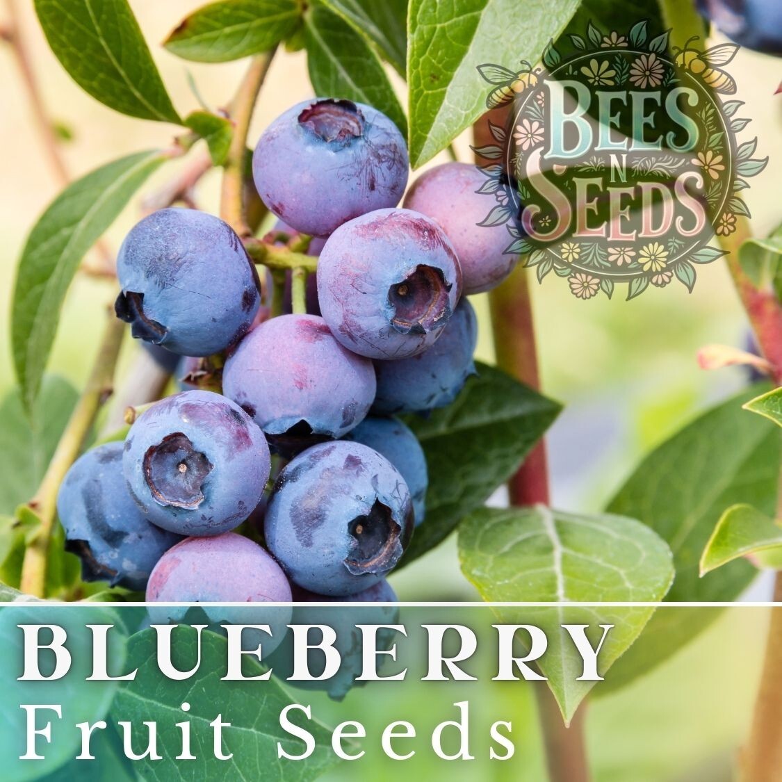 Blueberry Seeds 200, 750 or 3,200 Seeds Fruit Seeds, Non GMO, Bulk Seeds, Berry