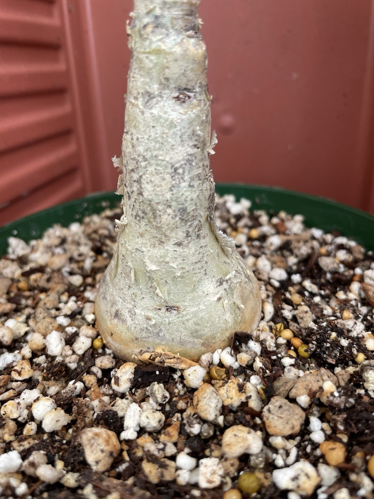 CYPHOSTEMMA Juttae Wild Grape Live Succulent Plant Bonsai Tree Caudex RARE