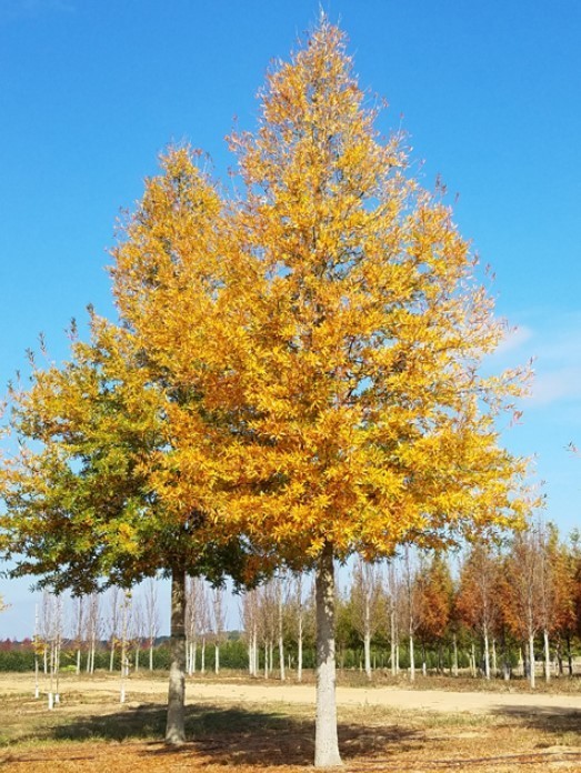 Willow Oak Live Tree – 12-18″ Tall – 1 Quart Pot – Deciduous Tree – Zones 5-9