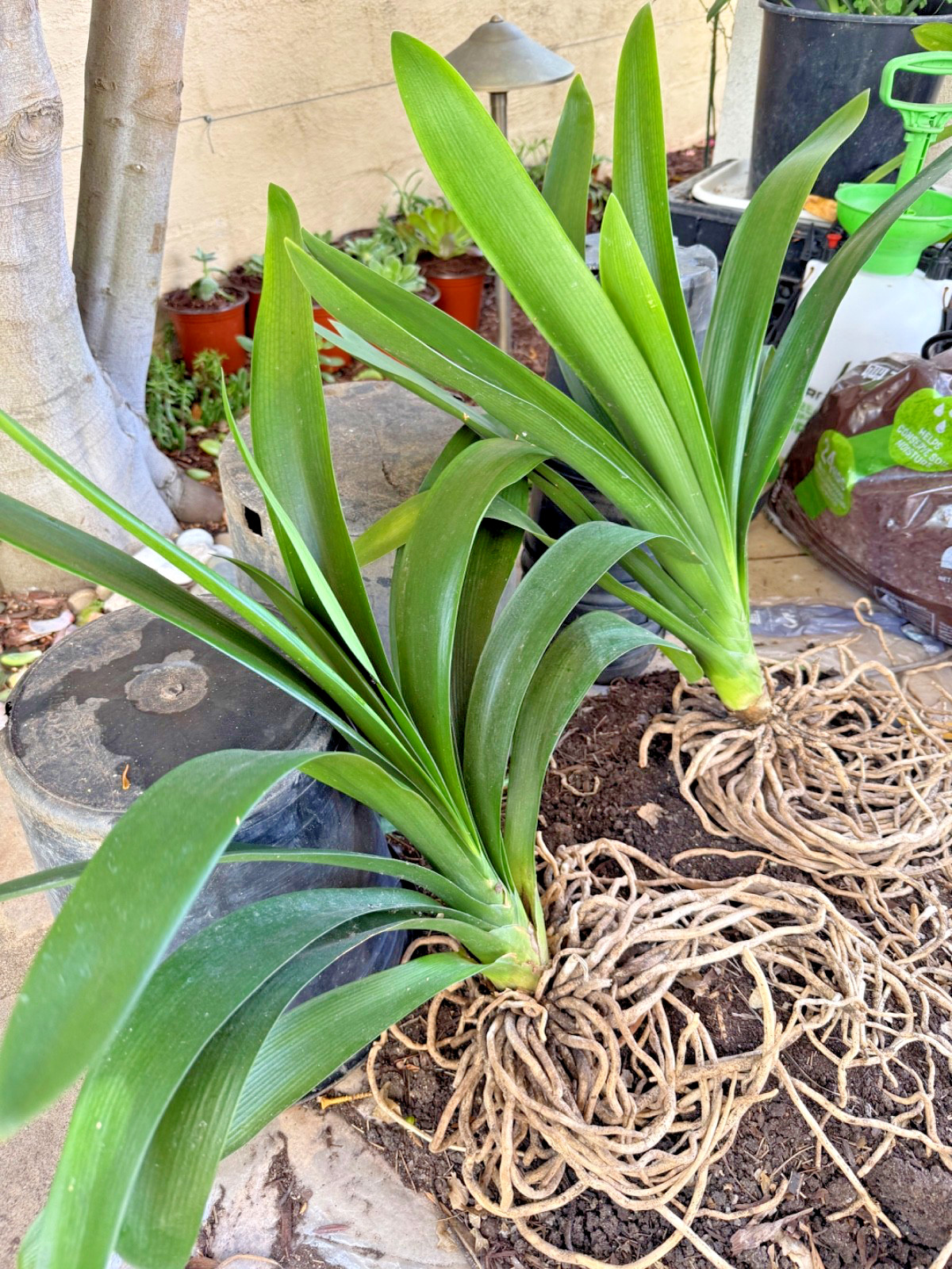 1 Large, Mature Clivia Miniata Plant, Bush Lily, Orange Flowers, 14 Leaves