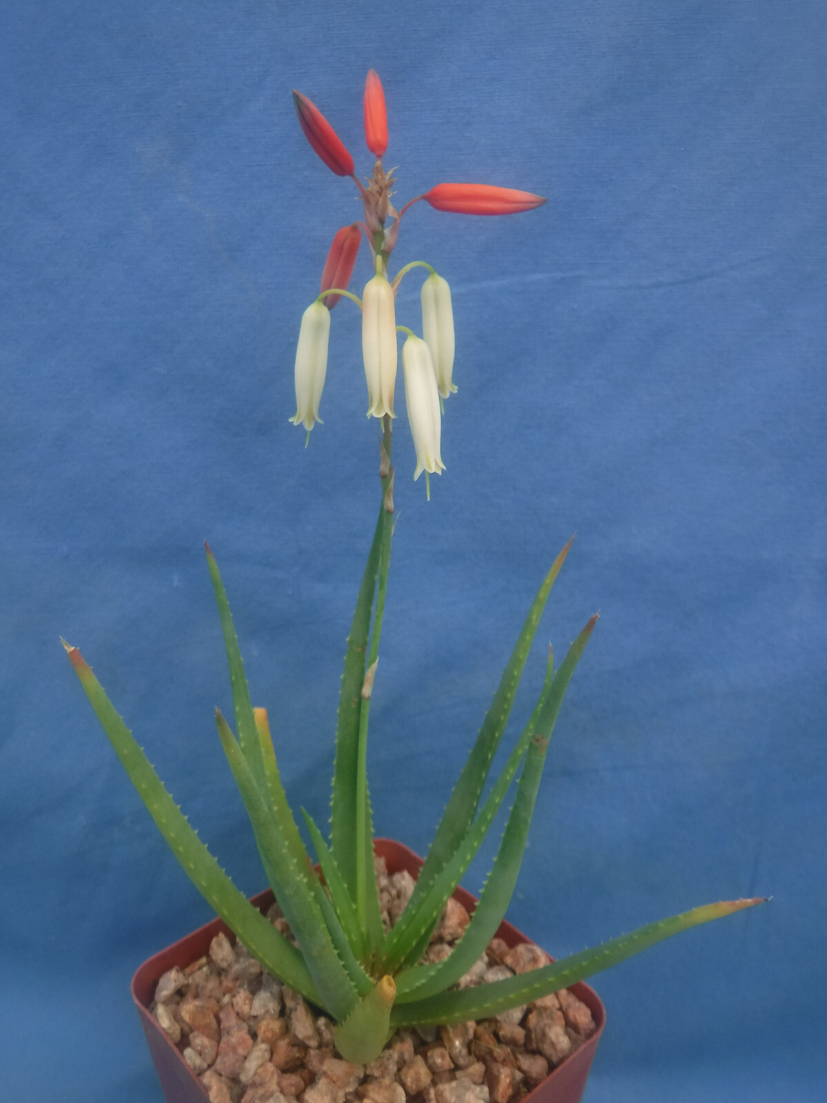 Aloe Safari Sunrise HYBRID Orange/Pink/Cream Blooms 3″ to 4″ PLANTS Succulent!