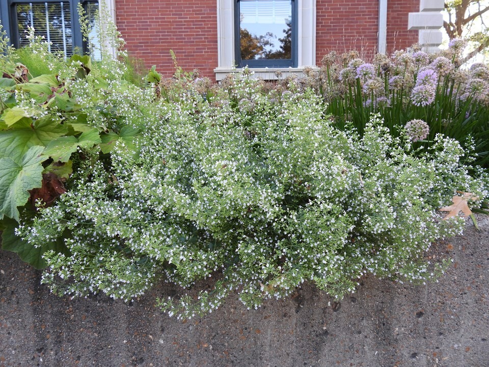 CALAMINTHA ‘NEPETA’ LIVE CALAMINT PLANT 100’S OF FLOWERS JUNE-SEPT FRAGRANT HERB