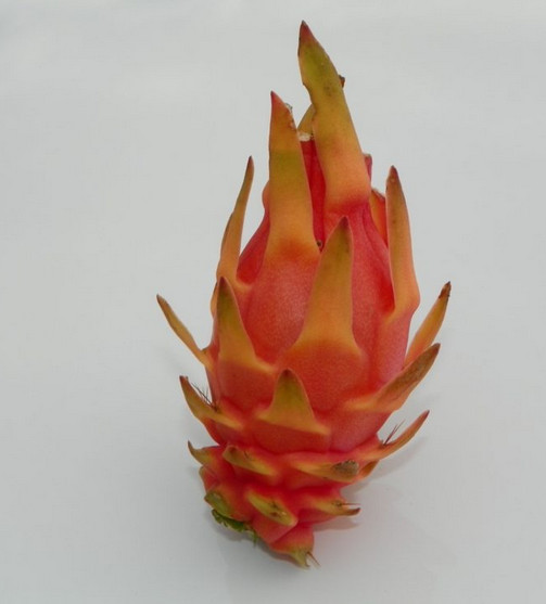 Yellow Thai Dragon Fruit Flesh Cutting 7 – 10 inch (2) pieces
