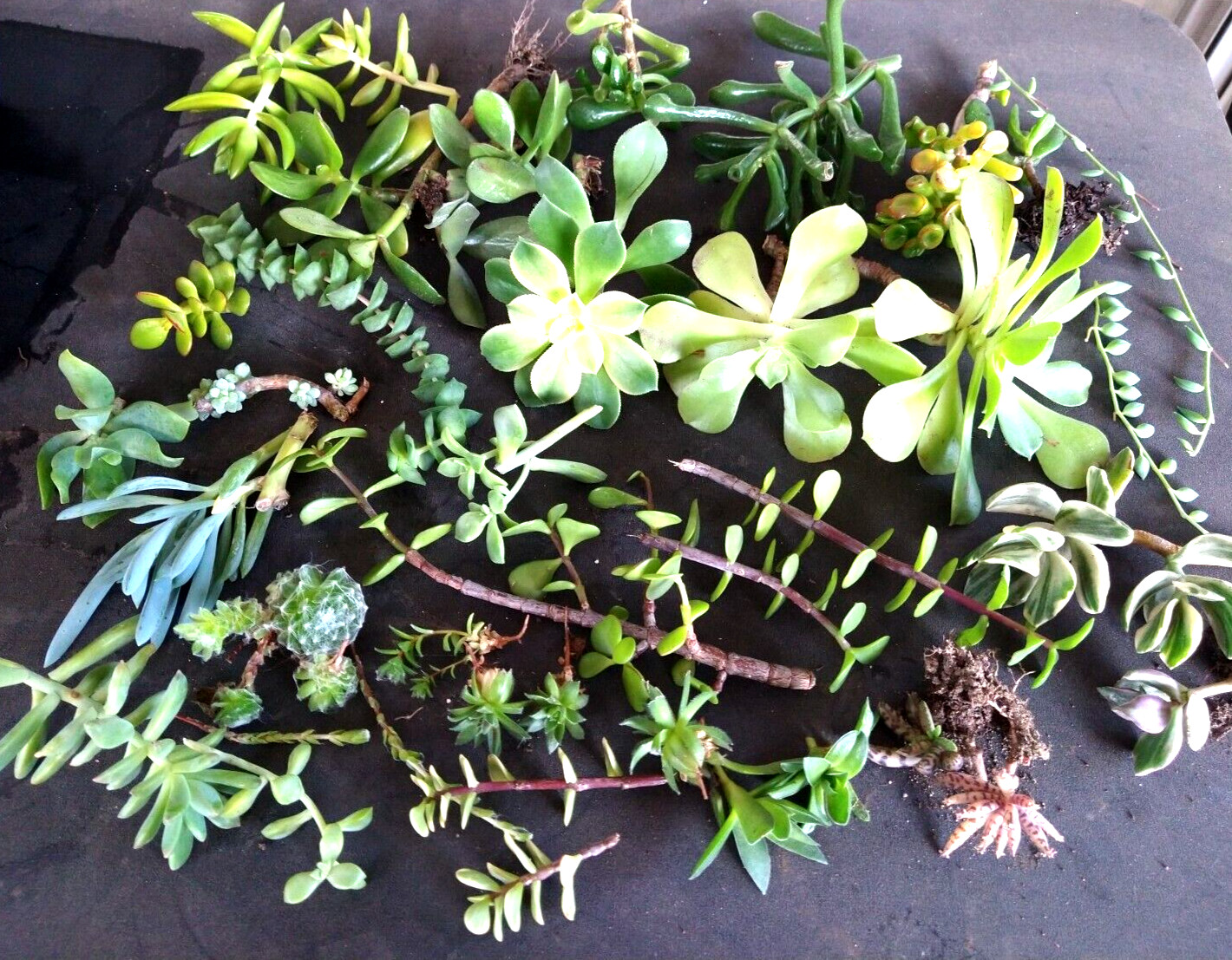 Lot= 15 assorted healthy succulent cuttings * from mature beautiful plants