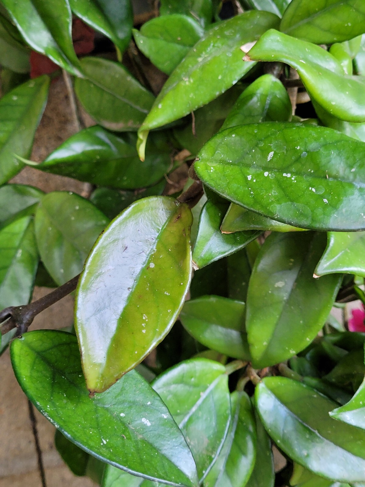 Hoya Carnosa Almost 5 Feet Tall – Super Healthy!!!