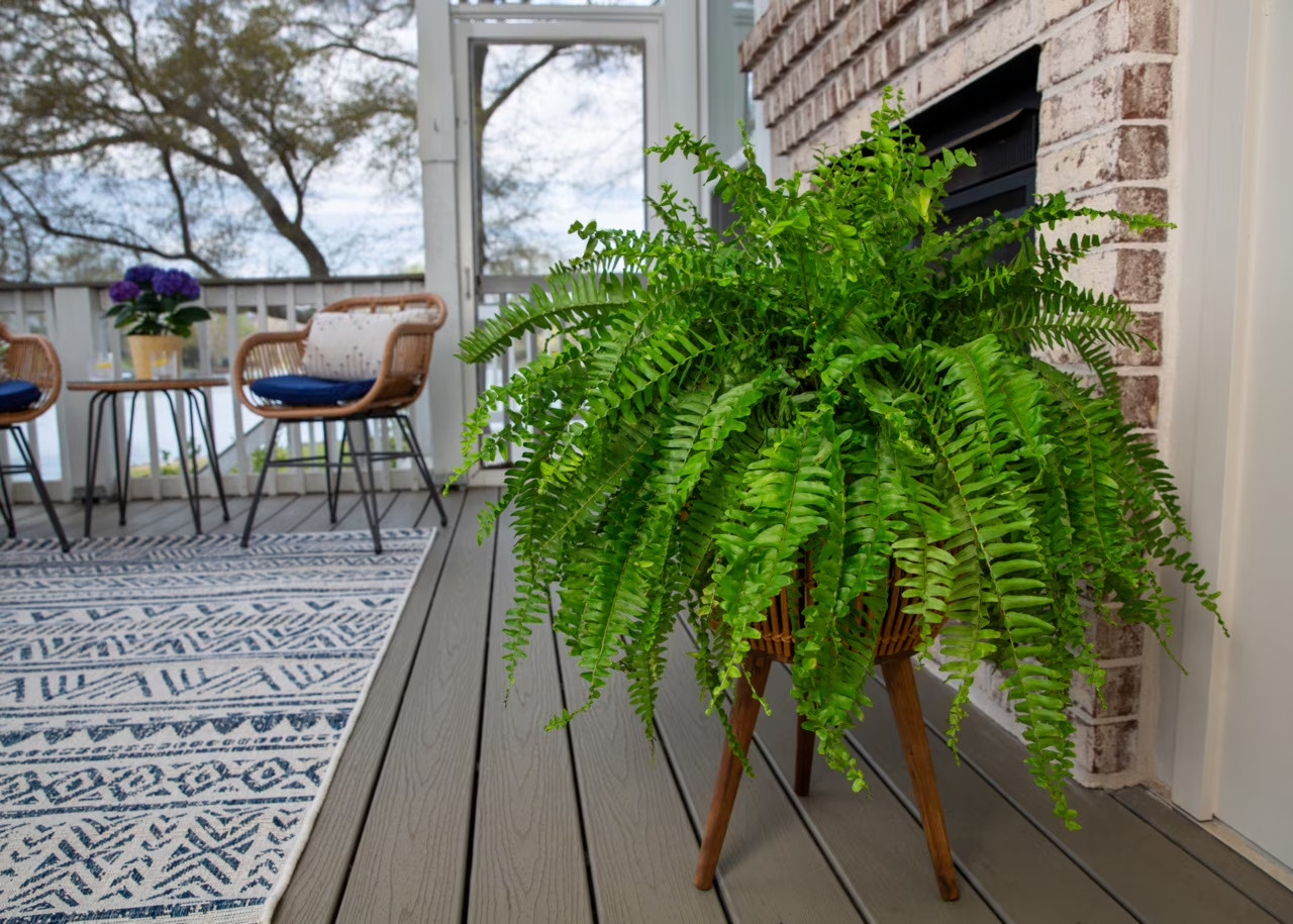 Live Boston Fern Hanging Plant 20-24 Inch Indoor Outdoor Shade Plant Basket