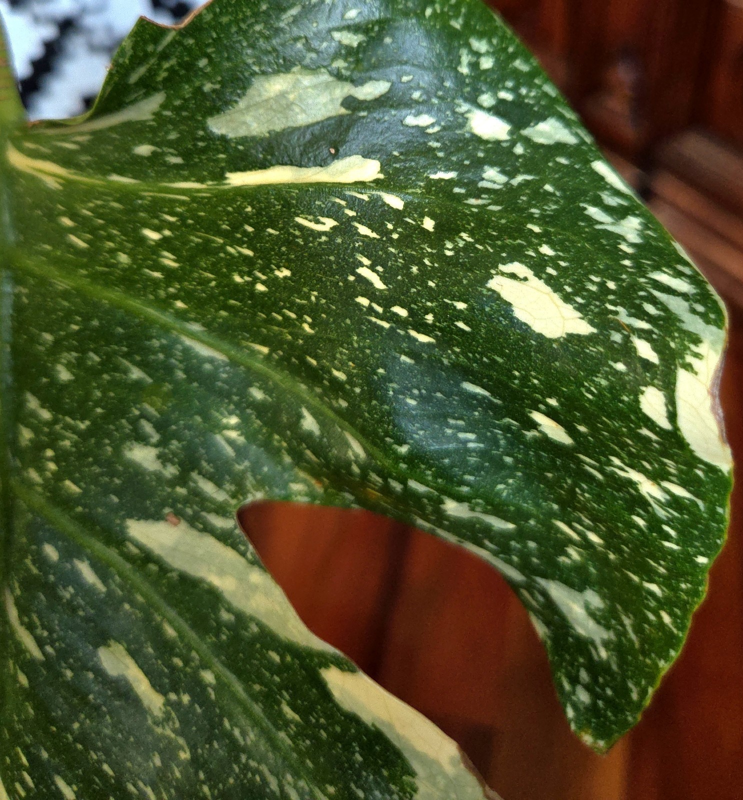 Rare XXL Monstera Thai Creme Brulee 30″ Tall Aroid Not Philodendron Anthurium