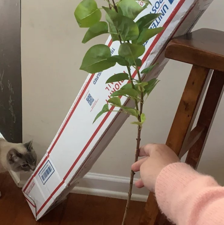 Free Shipping – Set 3 Old Fashion Lilac Live Plants – 20-30″ Tall – Fragrant
