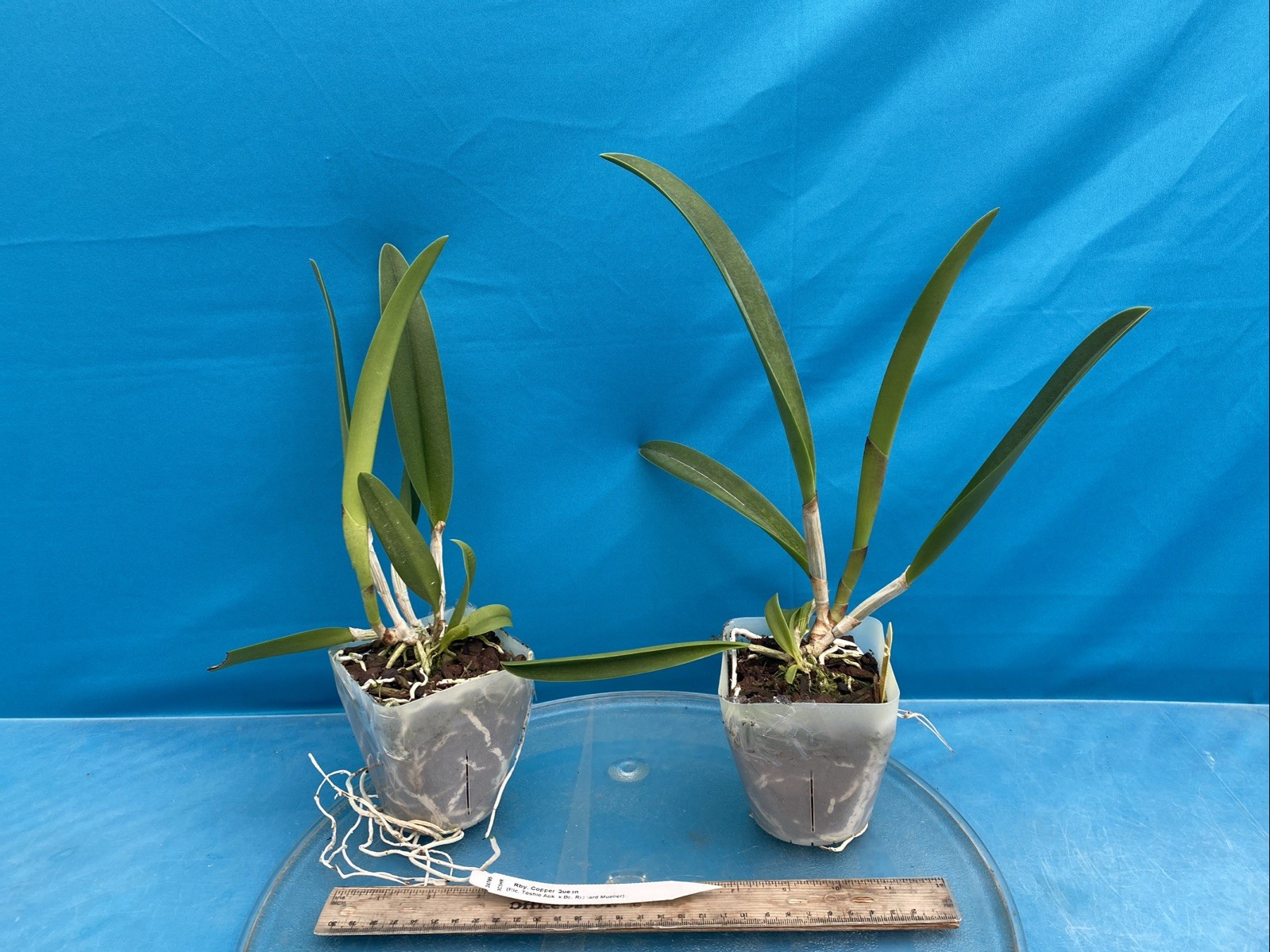 Rby Copper Queen Orange Yellow Red Spotty Bloom Size Orchid Hybrid 4” Pot