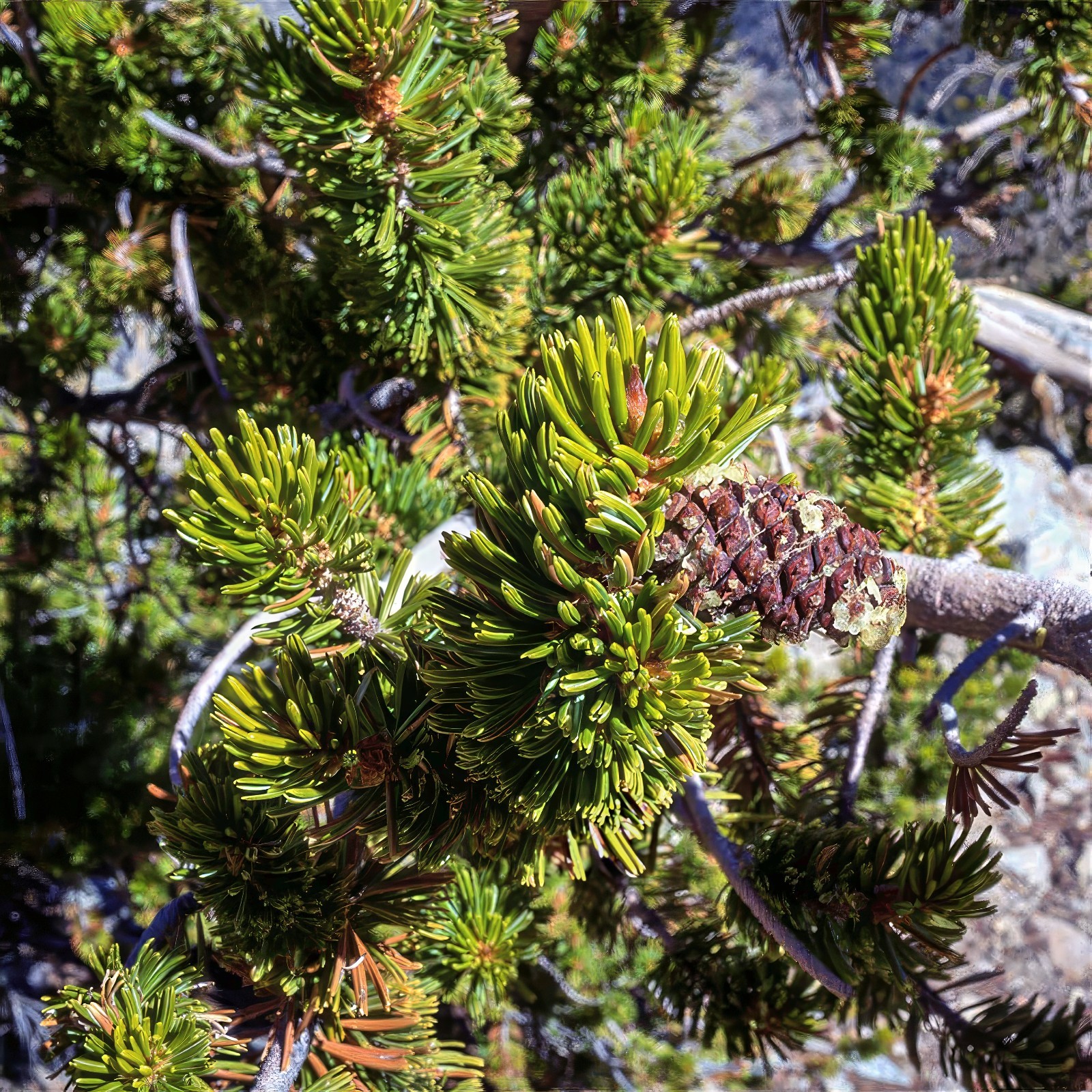 10 Bristlecone Pine Seeds (Pinus aristata) “OLDEST Living Tree in the WORLD!”