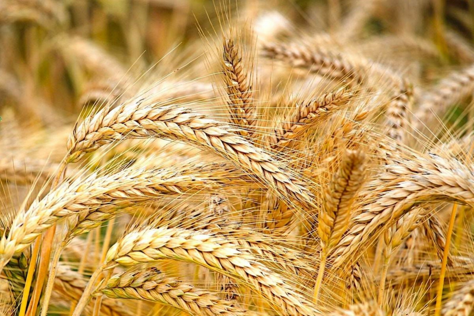 200 Seeds of Barley High Germination Rate, Heirloom Non-GMO Fresh Seeds