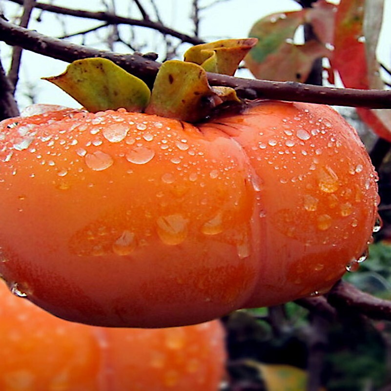 20 JAPANESE PERSIMMON TREE SEEDS (Diospyros Kaki) Asia Hardy Garden Fruit Plant