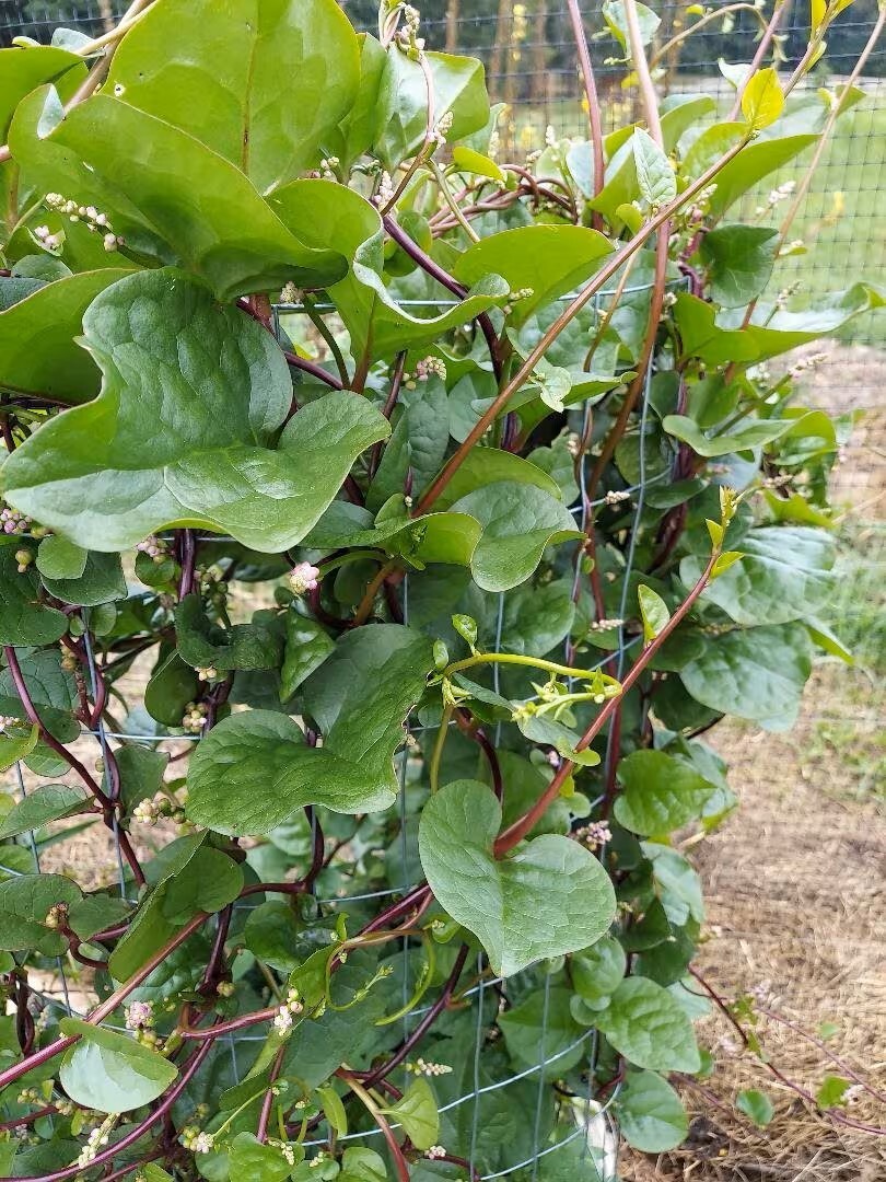 Malabar Spinach, red stem organically grown qty 25 seeds, DEER RESISTANT!