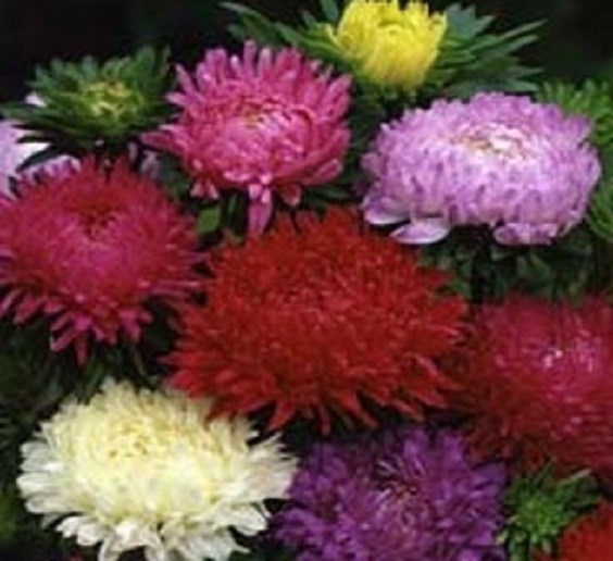 100 Aster Seeds Callistephus Tall Paeony Duchess Mix FLOWER SEEDS