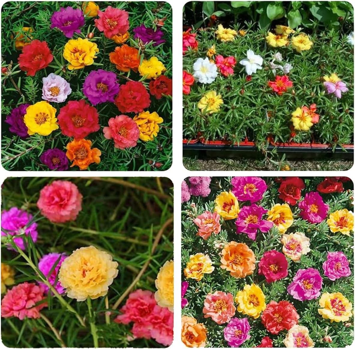 10000+ Portulaca Grandiflora Moss Rose Seeds Mixed Color Normal, Brown