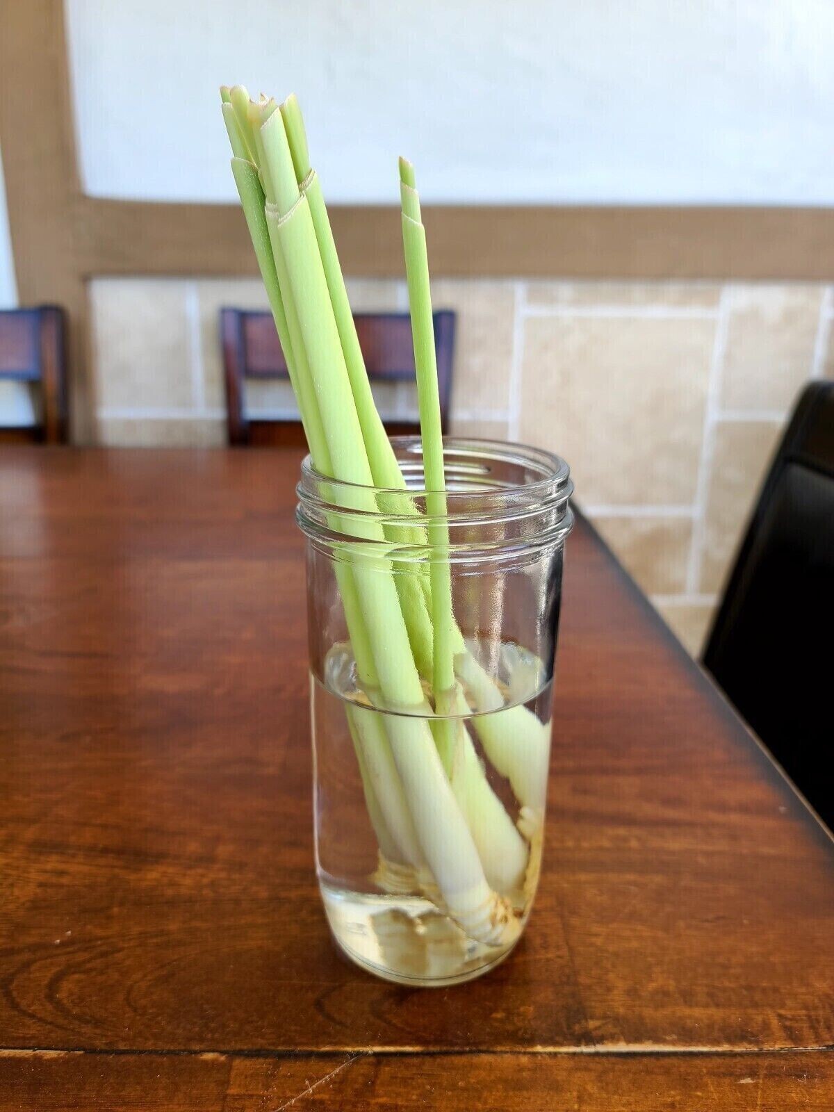 4 Fresh Lemongrass Stalks, Live Plant, Fresh Cut – Lemon Grass Ready To Grow